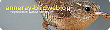 Anneray BirdWeblog